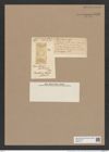 Thaumatonema barbadense Grev. (de-Toni-Nr.: Genus 168, Species 4287) Zeichnungen Sammlung Grunow Nr. 7856 (NHMW-BOT-W0377111)